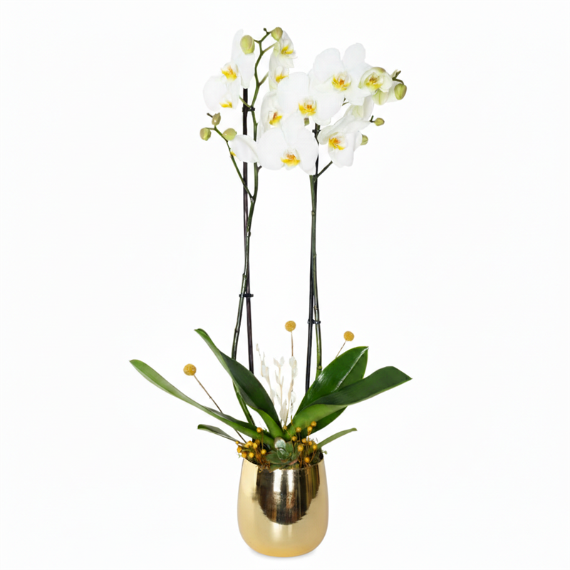 Premium Gold White Orchid (Altın Rengi Vazoda Beyaz Orkide)